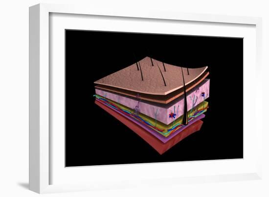 Conceptual Image of the Layers of Human Skin-null-Framed Art Print