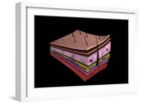 Conceptual Image of the Layers of Human Skin-null-Framed Art Print