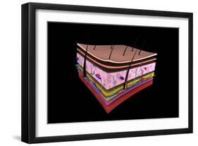 Conceptual Image of the Layers of Human Skin-null-Framed Art Print