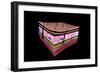 Conceptual Image of the Layers of Human Skin-null-Framed Premium Giclee Print