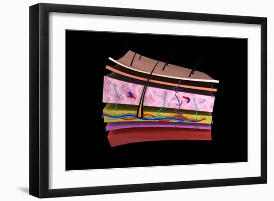 Conceptual Image of the Layers of Human Skin-null-Framed Art Print