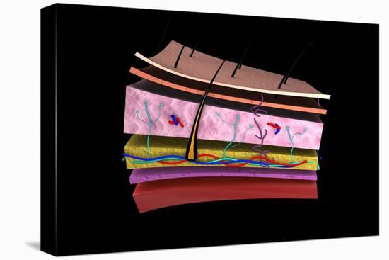 Conceptual Image of the Layers of Human Skin-null-Stretched Canvas