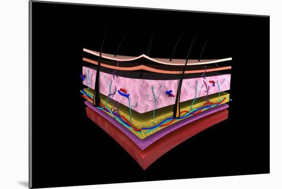 Conceptual Image of the Layers of Human Skin-null-Mounted Art Print