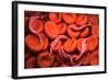 Conceptual Image of Trypanosoma-null-Framed Art Print