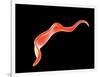 Conceptual Image of Trypanosoma-null-Framed Art Print