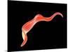 Conceptual Image of Trypanosoma-null-Mounted Art Print