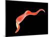 Conceptual Image of Trypanosoma-null-Mounted Art Print