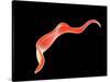 Conceptual Image of Trypanosoma-null-Stretched Canvas