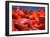 Conceptual Image of Trypanosoma-null-Framed Premium Giclee Print