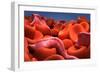 Conceptual Image of Trypanosoma-null-Framed Art Print