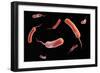Conceptual Image of Vibrio Cholerae Causing Cholera-null-Framed Art Print