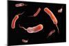 Conceptual Image of Vibrio Cholerae Causing Cholera-null-Mounted Art Print