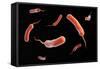 Conceptual Image of Vibrio Cholerae Causing Cholera-null-Framed Stretched Canvas