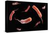 Conceptual Image of Vibrio Cholerae Causing Cholera-null-Stretched Canvas