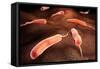 Conceptual Image of Vibrio Cholerae Causing Cholera-null-Framed Stretched Canvas