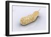 Conceptual Image of Vibrio Cholerae Causing Cholera-null-Framed Art Print