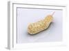 Conceptual Image of Vibrio Cholerae Causing Cholera-null-Framed Art Print