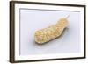 Conceptual Image of Vibrio Cholerae Causing Cholera-null-Framed Art Print