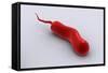 Conceptual Image of Vibrio Cholerae Causing Cholera-null-Framed Stretched Canvas