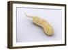 Conceptual Image of Vibrio Cholerae Causing Cholera-null-Framed Art Print