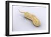 Conceptual Image of Vibrio Cholerae Causing Cholera-null-Framed Art Print