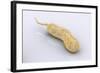 Conceptual Image of Vibrio Cholerae Causing Cholera-null-Framed Art Print