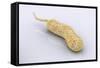 Conceptual Image of Vibrio Cholerae Causing Cholera-null-Framed Stretched Canvas