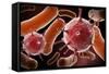 Conceptual image of virus and bacteria.-Stocktrek Images-Framed Stretched Canvas