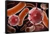 Conceptual image of virus and bacteria.-Stocktrek Images-Framed Stretched Canvas
