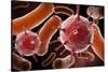 Conceptual image of virus and bacteria.-Stocktrek Images-Stretched Canvas