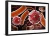 Conceptual image of virus and bacteria.-Stocktrek Images-Framed Art Print