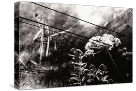 Conceptual Image with Flowers-Clive Nolan-Stretched Canvas