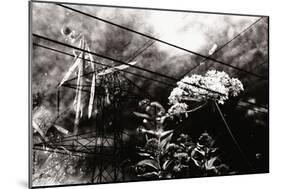 Conceptual Image with Flowers-Clive Nolan-Mounted Photographic Print