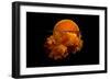 Conceptual Sunrise with a Slice of Orange and Acrylic Paint-Antonioiacobelli-Framed Photographic Print