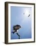 Conceptual - Vultures Waiting to Prey on Innocent Victims (Digital Composite)-Johan Swanepoel-Framed Photographic Print