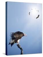 Conceptual - Vultures Waiting to Prey on Innocent Victims (Digital Composite)-Johan Swanepoel-Stretched Canvas