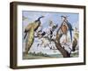 Concert of Birds, by Paul De Vos (Circa 1591-1678), Netherlands, 17th Century-Paul de Vos-Framed Giclee Print