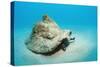 Conch Active on the Sandy Ocean Floor (Strombus Gigas), Bahamas, Atlantic Ocean.\R\N-Reinhard Dirscherl-Stretched Canvas