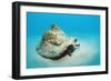 Conch Active on the Sandy Ocean Floor (Strombus Gigas), Bahamas, Atlantic Ocean.\R\N-Reinhard Dirscherl-Framed Photographic Print