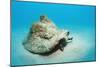 Conch Active on the Sandy Ocean Floor (Strombus Gigas), Bahamas, Atlantic Ocean.\R\N-Reinhard Dirscherl-Mounted Photographic Print