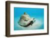 Conch Active on the Sandy Ocean Floor (Strombus Gigas), Bahamas, Atlantic Ocean.\R\N-Reinhard Dirscherl-Framed Photographic Print