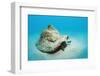 Conch Active on the Sandy Ocean Floor (Strombus Gigas), Bahamas, Atlantic Ocean.\R\N-Reinhard Dirscherl-Framed Photographic Print