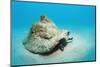 Conch Active on the Sandy Ocean Floor (Strombus Gigas), Bahamas, Atlantic Ocean.\R\N-Reinhard Dirscherl-Mounted Photographic Print