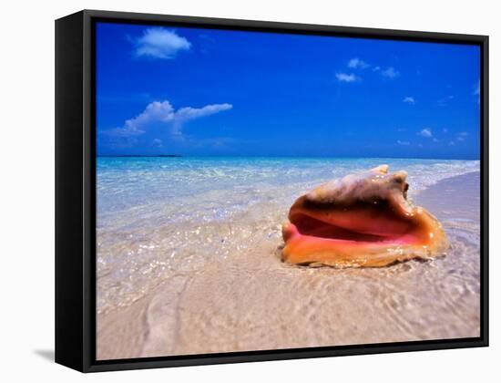 Conch at Water's Edge, Pristine Beach on Out Island, Bahamas-Greg Johnston-Framed Stretched Canvas