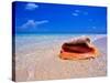 Conch at Water's Edge, Pristine Beach on Out Island, Bahamas-Greg Johnston-Stretched Canvas