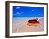 Conch at Water's Edge, Pristine Beach on Out Island, Bahamas-Greg Johnston-Framed Premium Photographic Print