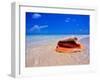 Conch at Water's Edge, Pristine Beach on Out Island, Bahamas-Greg Johnston-Framed Premium Photographic Print