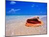 Conch at Water's Edge, Pristine Beach on Out Island, Bahamas-Greg Johnston-Mounted Premium Photographic Print