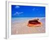 Conch at Water's Edge, Pristine Beach on Out Island, Bahamas-Greg Johnston-Framed Photographic Print