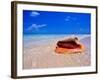 Conch at Water's Edge, Pristine Beach on Out Island, Bahamas-Greg Johnston-Framed Photographic Print